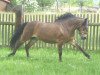 dressage horse Kobold (Exmoor Pony, 2003)