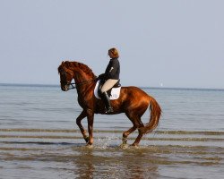 stallion Samba de Roseo (Hanoverian, 2007, from Santino)