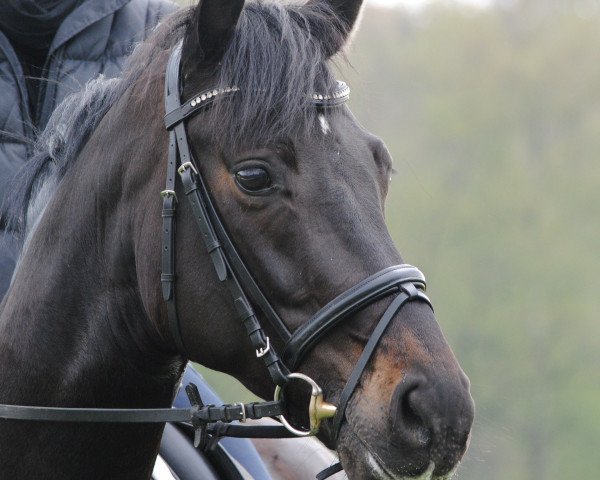 dressage horse Likorello (Westphalian, 2008, from Lord Loxley I)