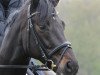 dressage horse Likorello (Westphalian, 2008, from Lord Loxley I)