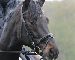 dressage horse Likorello (Westphalian, 2008, from Lord Loxley I)