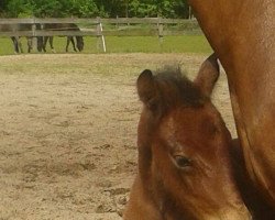 Zuchtstute Kleine Süße Clara KB (Deutsches Reitpony, 2014, von Chianti Classico)