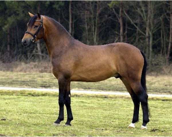 stallion Orchid's Tygo (New Forest Pony, 2000, from Marits Mistique)