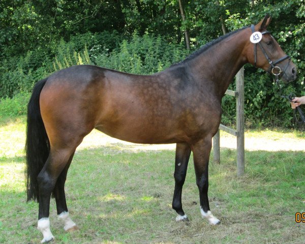 broodmare Cassie-Lane (Westphalian, 2010, from Captain Fire)