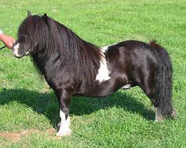 Deckhengst South Sands Jackanapes (Shetland Pony (unter 87 cm), 1999, von New Park Chieftain)