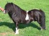 Deckhengst South Sands Jackanapes (Shetland Pony (unter 87 cm), 1999, von New Park Chieftain)