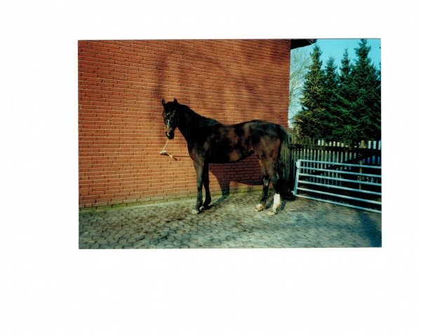 horse Priscilla (Westphalian, 1994, from Polany)