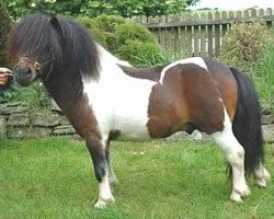 stallion South Sands Pip (Shetland pony (under 87 cm), 1997, from South Sands Jackanapes)