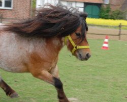 stallion Gustavson B (Shetland pony (under 87 cm), 2007, from Gustav B)