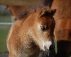 Pferd Tiponis Giroud (Shetland Pony (unter 87 cm), 2014, von Gustavson B)