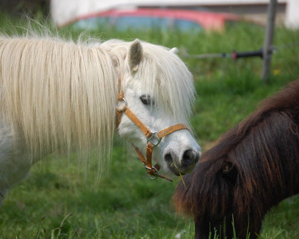 Zuchtstute Gisa (Shetland Pony (unter 87 cm), 2001, von Right Rhum van de Hesterhoeve)