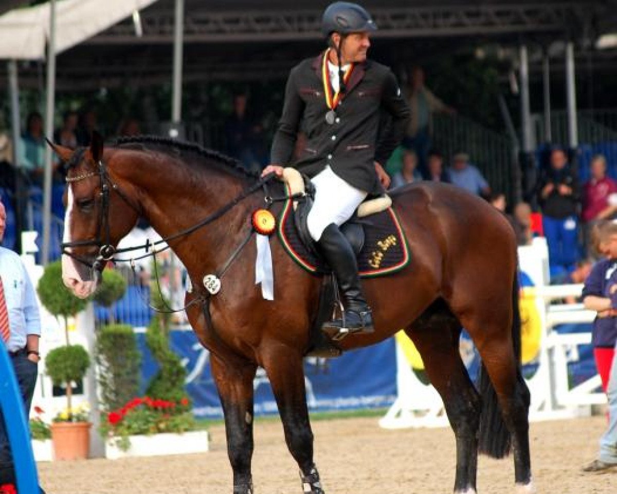 Deckhengst Coco Bongo Boy (Rheinländer, 2008, von Cassini Boy Junior)