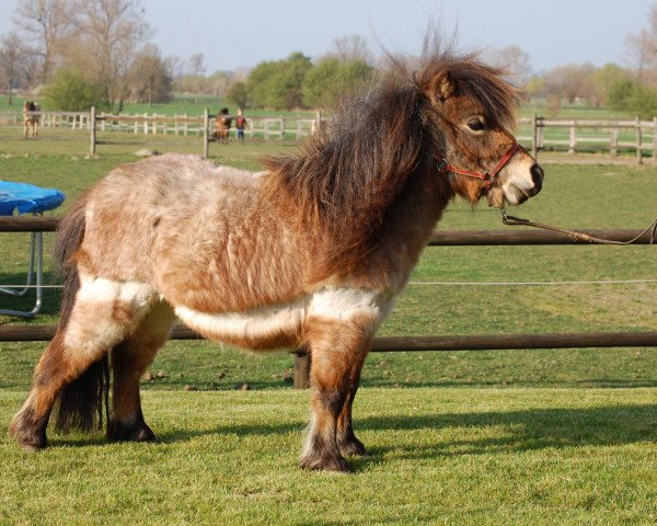 Zuchtstute Tialda vom Sorenbrink (Shetland Pony (unter 87 cm), 2011, von Dressman B)