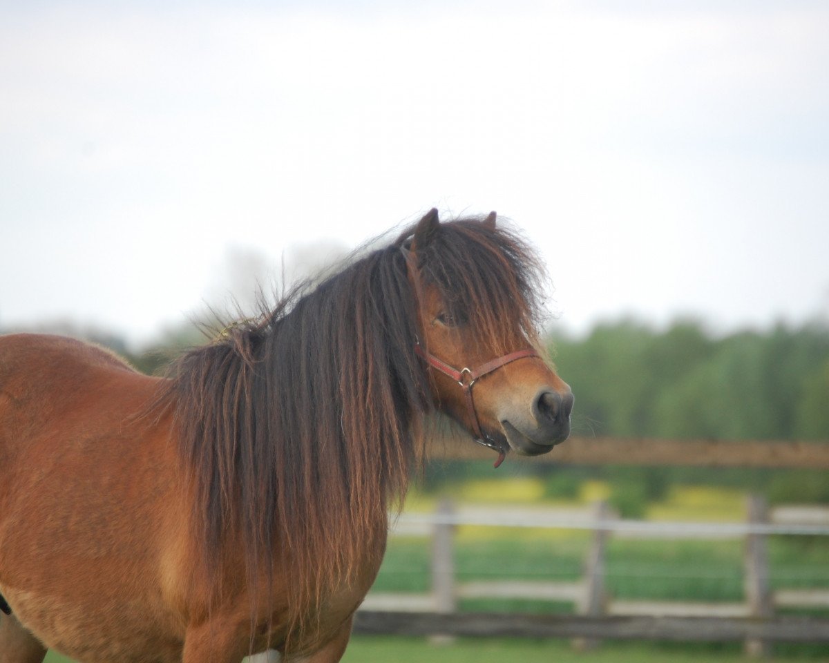 Zuchtstute Sahony v. bromishet (Shetland Pony (unter 87 cm), 2002, von Nat.cham.son of the blue stable)