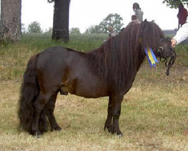 stallion Bakkehaves Jumbaldi (Shetland pony (under 87 cm), 2000)