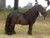 Deckhengst Bakkehaves Jumbaldi (Shetland Pony (unter 87 cm), 2000)