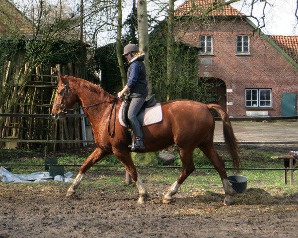 Pferd Laurenz (Oldenburger, 2009, von Laureano)