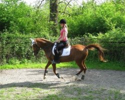 broodmare Liya (Arabian thoroughbred, 1990, from Gaziri ox)