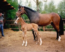 broodmare Warina (Hanoverian, 1980, from Weltmeister)