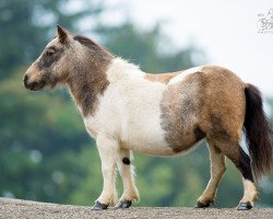 Zuchtstute Twyford Sonia (Shetland Pony (unter 87 cm), 2001, von Athelney Pale Magic)