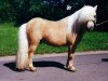 Deckhengst Birchwood Kingcup (Shetland Pony (unter 87 cm), 1993, von Kerswell Suntan)