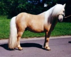 stallion Birchwood Kingcup (Shetland pony (under 87 cm), 1993, from Kerswell Suntan)