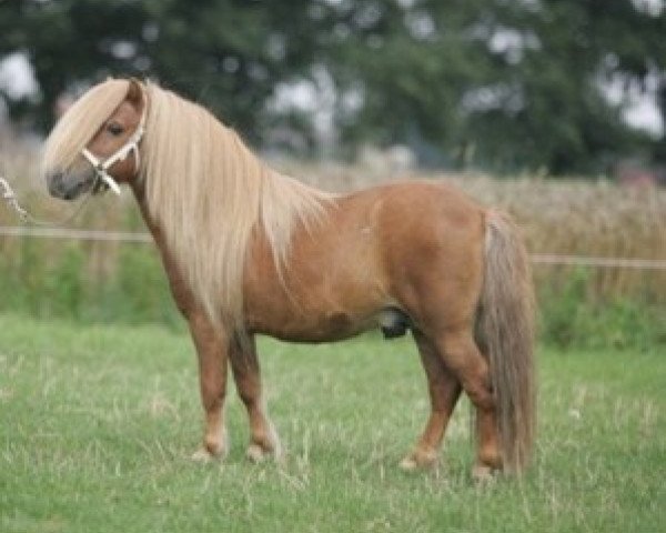 stallion Gold Star van de Beatrixlaan (Shetland Pony, 1992, from Brevet van Spuitjesdom)