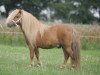 Deckhengst Gold Star van de Beatrixlaan (Shetland Pony, 1992, von Brevet van Spuitjesdom)