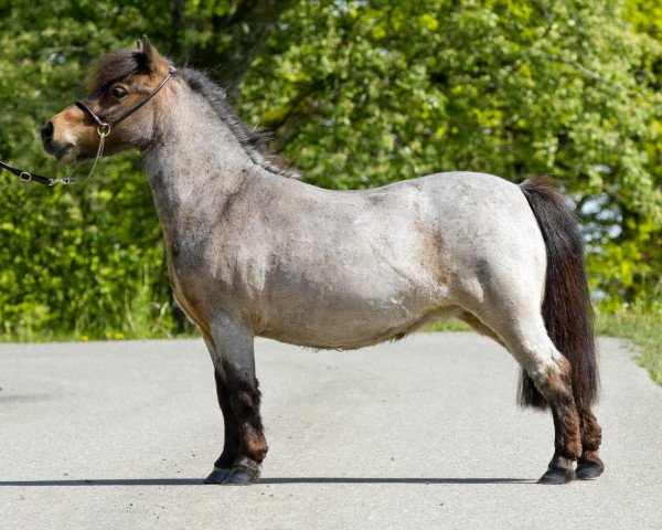 Zuchtstute Bela v.t Eind (Shetland Pony (unter 87 cm), 2008, von Pim v.Ottersum)