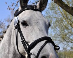 jumper Cora Bella 2 (Hanoverian, 2008, from Class de Luxe 2)