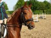 jumper Dicky Bow (German Riding Pony, 2011, from Dance Star AT)