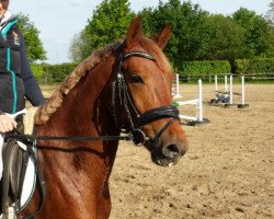 Springpferd Dicky Bow (Deutsches Reitpony, 2011, von Dance Star AT)