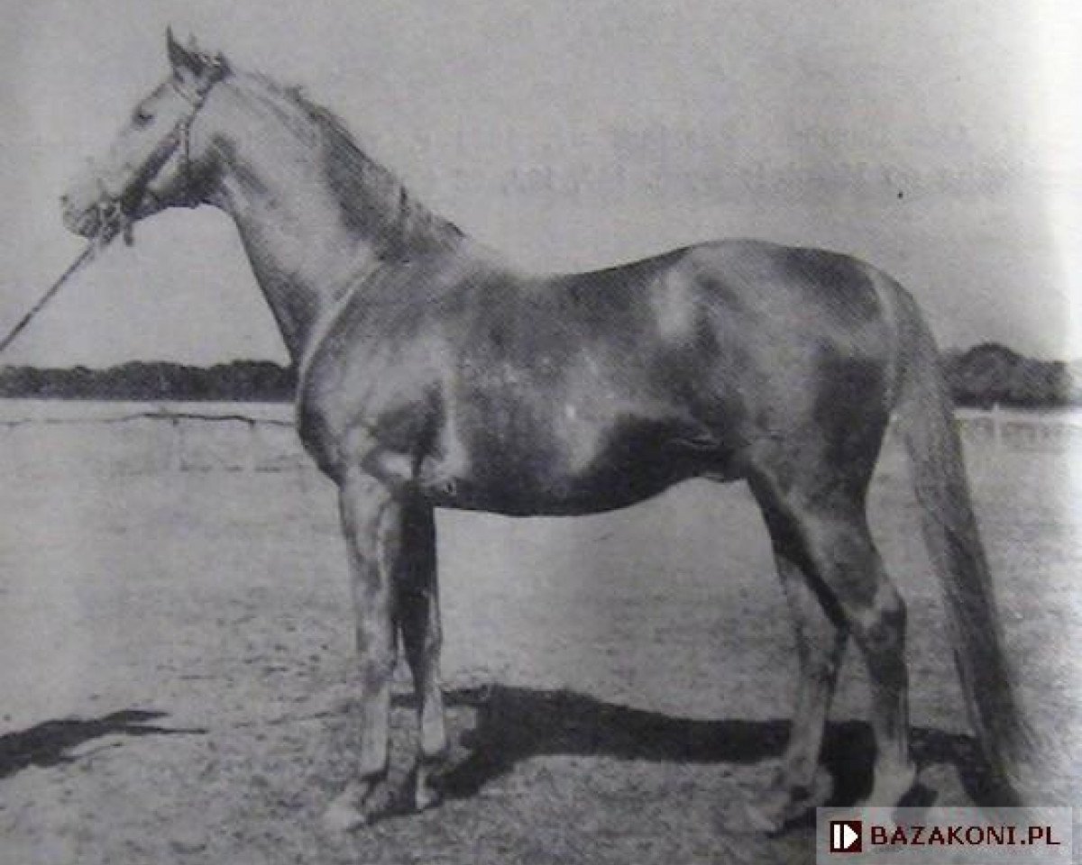 stallion Orkan II xx (Thoroughbred, 1948, from Skarb xx)