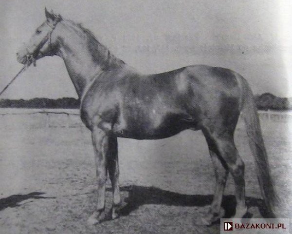 stallion Orkan II xx (Thoroughbred, 1948, from Skarb xx)