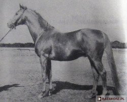 stallion Orkan II xx (Thoroughbred, 1948, from Skarb xx)