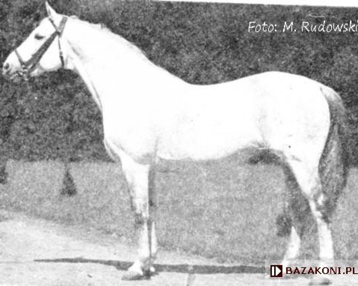 stallion Hudamas (Trakehner, 1942, from Hutten 3845)