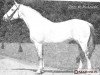 stallion Hudamas (Trakehner, 1942, from Hutten)