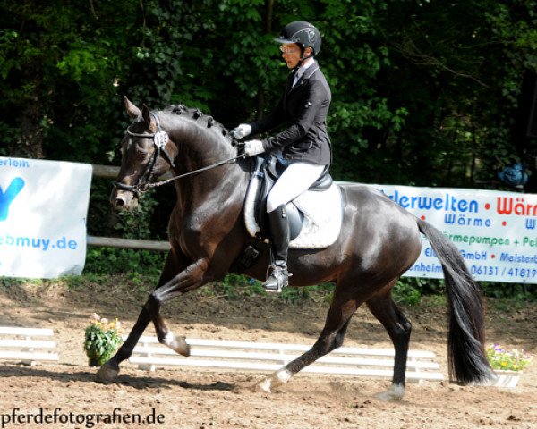 dressage horse Cuzco DS (German Riding Pony, 2009, from Cassini)
