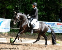 stallion Cuzco Ds (German Riding Pony, 2009, from Cassini)