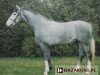 stallion Rotmistrz (Holsteiner, 1989, from Borodino)