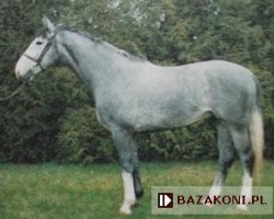 stallion Rotmistrz (Holsteiner, 1989, from Borodino)