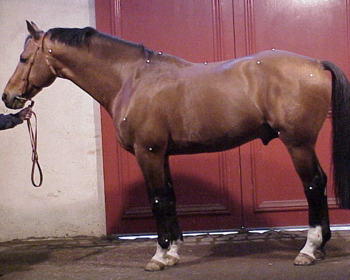 Deckhengst Experio (Selle Français, 1992, von Qredo de Paulstra)