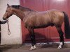 stallion Experio (Selle Français, 1992, from Qredo de Paulstra)