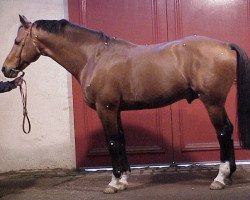 stallion Experio (Selle Français, 1992, from Qredo de Paulstra)