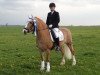 dressage horse Texas Girl (Haflinger, 2004, from Archimedes (4,69% ox))