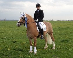 dressage horse Texas Girl (Haflinger, 2004, from Archimedes (4,69% ox))