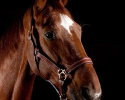 dressage horse Don Pepone 2 (Zweibrücken, 1993, from Donnerschlag)