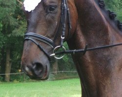 dressage horse Rolex SP (Hanoverian, 2008, from Rascalino)