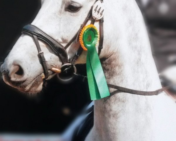 dressage horse Warrick 4 (Württemberger, 2006, from Wind Dancer)