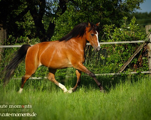 dressage horse Velvet (German Riding Pony, 2001, from Velvet Black)
